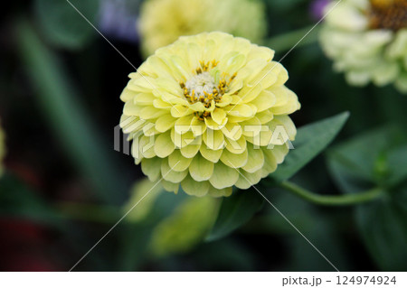 百日草 百日草 124974924