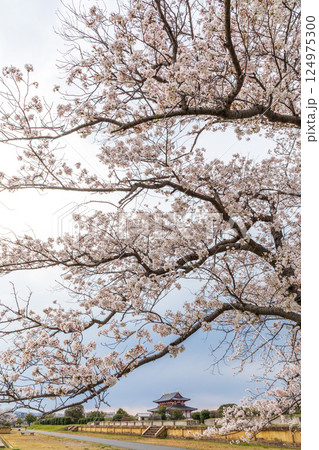 満開の桜越しに見る平城宮跡の第一次大極殿 満開の桜越しに見る平城宮跡の第一次大極殿 124975300