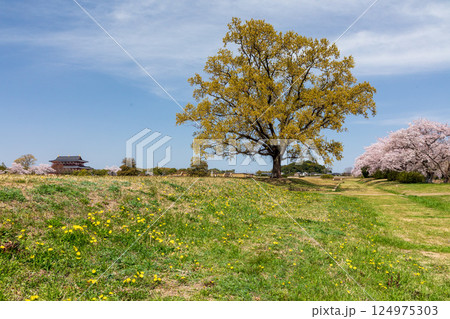 平城宮跡のタンポポ・桜・第一次大極殿 平城宮跡のタンポポ・桜・第一次大極殿 124975303