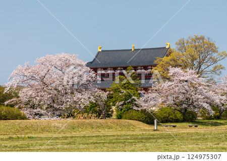 平城宮跡歴史公園の桜と第一次大極殿 平城宮跡歴史公園の桜と第一次大極殿 124975307