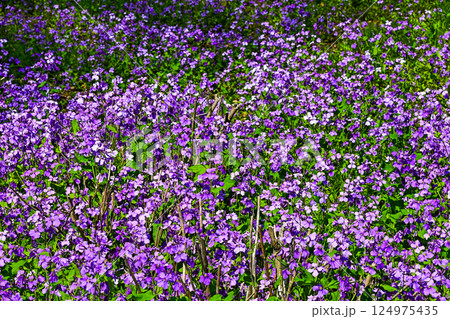 一面のムラサキハナナ 124975435