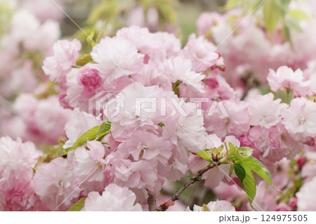 糸括りの桜 124975505