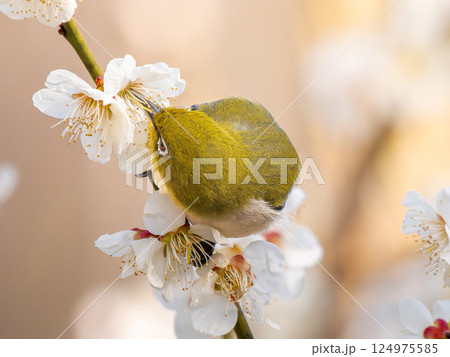 梅にとまるメジロ 124975585