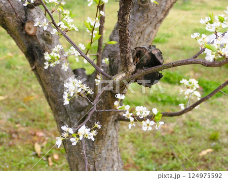 たくさんの花をつけたスモモ若い枝を出しながら 9 たくさんの花をつけたスモモ若い枝を出しながら 9 124975592