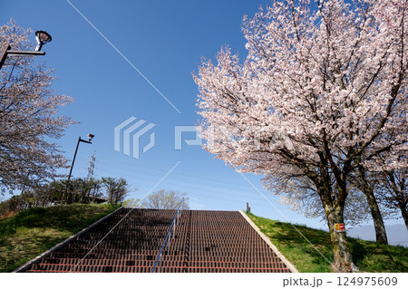長野県松本市_梓川SA下りの桜2_2024年4月 124975609