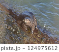 岩礁に上がったラッコ 124975612