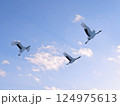 空を飛ぶタンチョウの群れ 124975613