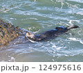岩礁に泳ぎついたラッコ 124975616