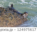 岩礁に泳ぎついたラッコ 124975617