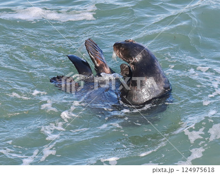 波間で浮かびながら上体を起こしたラッコ 波間で浮かびながら上体を起こしたラッコ 124975618