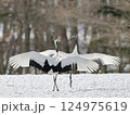 タンチョウの求愛ダンス 124975619