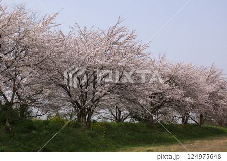 鳥取　四季の散歩　春　桜 124975648
