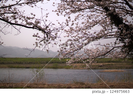 鳥取　四季の散歩　春　桜 124975663