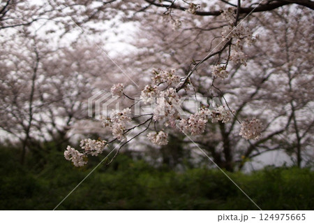 鳥取　四季の散歩　春　桜 124975665