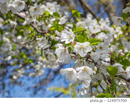 青空に映える園芸品種の桜(衣通姫・ソトオリヒメ)クローズアップ 青空に映える園芸品種の桜(衣通姫・ソトオリヒメ)クローズアップ 124975700