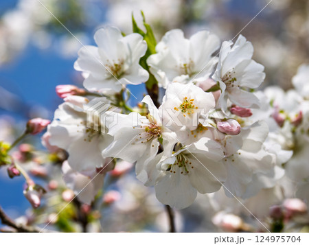 青空に映える園芸品種の桜（衣通姫・ソトオリヒメ）クローズアップ 124975704