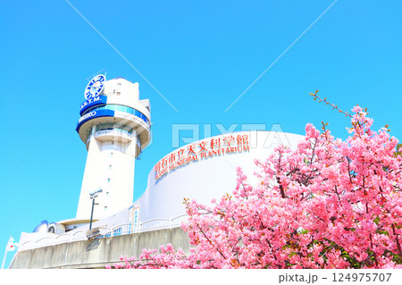 兵庫県明石市、明石市立天文科学館と河津桜の風景 124975707