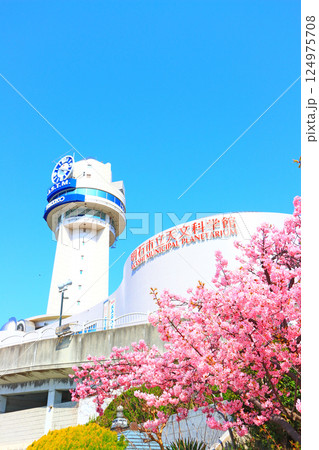 兵庫県明石市、明石市立天文科学館と河津桜の風景 124975708