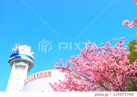 兵庫県明石市、明石市立天文科学館と河津桜の風景 124975709