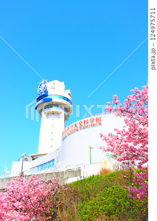 兵庫県明石市、明石市立天文科学館と河津桜の風景 124975711