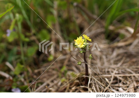 鳥取　四季の散歩　春　花 124975980