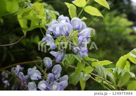鳥取 四季の散歩 春 花 鳥取 四季の散歩 春 花 124975984