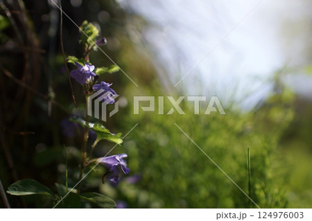 鳥取　四季の散歩　春　花 124976003