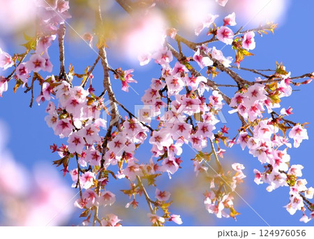 青空を背景にした桜 青空を背景にした桜 124976056