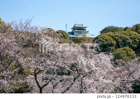 満開の桜と小牧山城 満開の桜と小牧山城 124976133