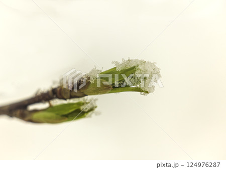 snow on a branch with young green maple leaves snow on a branch with young green maple leaves 124976287
