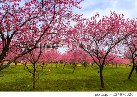 茨城県古河市鴻巣　古河総合公園の古河桃まつり　一面に咲くハナモモの群生 124976326