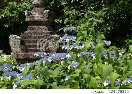建仁寺塔頭 霊源院庭園 鶴鳴九皐 甘茶と石塔 建仁寺塔頭 霊源院庭園 鶴鳴九皐 甘茶と石塔 124976339