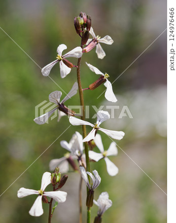 ルッコラの花 124976466