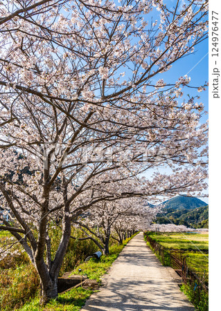 田結川の桜並木【長崎県諫早市飯盛町】 田結川の桜並木【長崎県諫早市飯盛町】 124976477