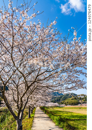 田結川の桜並木【長崎県諫早市飯盛町】 田結川の桜並木【長崎県諫早市飯盛町】 124976479