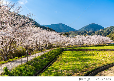 田結川の桜並木【長崎県諫早市飯盛町】 田結川の桜並木【長崎県諫早市飯盛町】 124976485