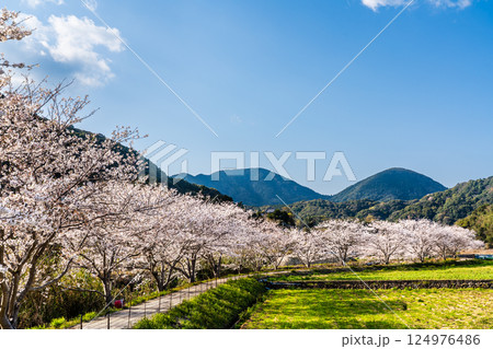 田結川の桜並木【長崎県諫早市飯盛町】 124976486