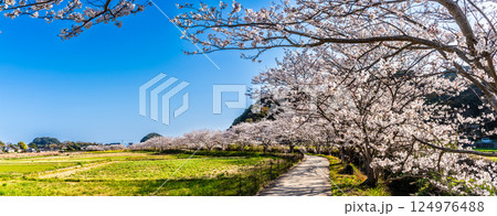 田結川の桜並木　パノラマ【長崎県諫早市飯盛町】 124976488