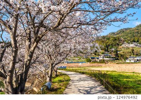 田結川の桜並木【長崎県諫早市飯盛町】 124976492