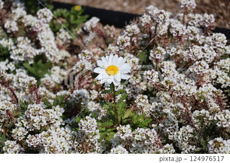 白い花びらの満開のアリッサムの中に1輪のノースポールの花が咲いている花壇の風景 124976517