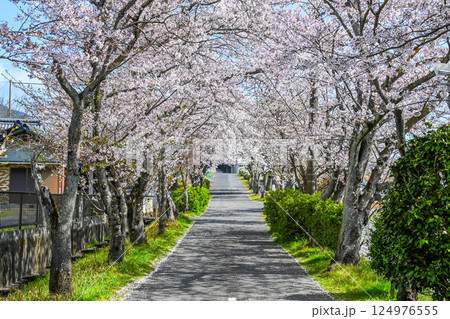 満開の桜並木と歩道の風景 満開の桜並木と歩道の風景 124976555