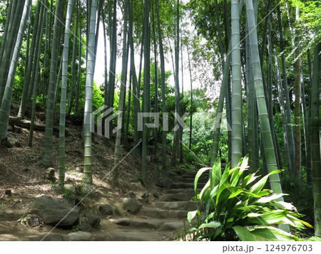 世田谷区の等々力渓谷公園にある日本庭園の竹林 世田谷区の等々力渓谷公園にある日本庭園の竹林 124976703
