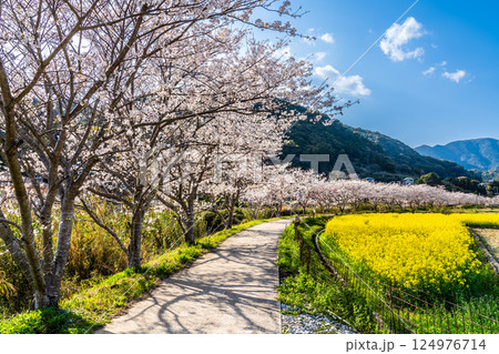 田結川の桜並木と菜の花【長崎県諫早市飯盛町】 124976714