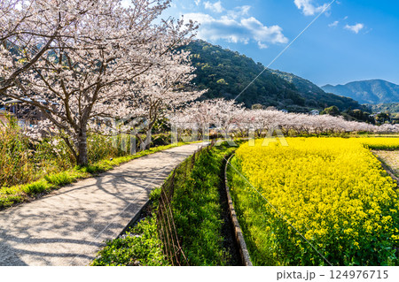 田結川の桜並木と菜の花【長崎県諫早市飯盛町】 田結川の桜並木と菜の花【長崎県諫早市飯盛町】 124976715