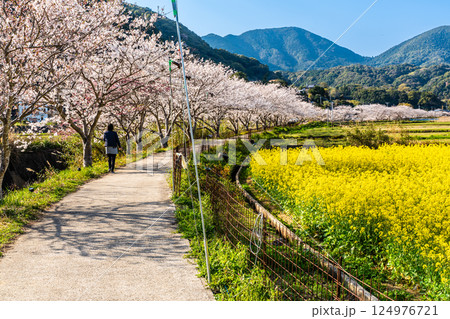 田結川の桜並木と菜の花【長崎県諫早市飯盛町】 田結川の桜並木と菜の花【長崎県諫早市飯盛町】 124976721