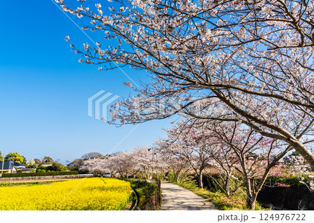 田結川の桜並木と菜の花【長崎県諫早市飯盛町】 田結川の桜並木と菜の花【長崎県諫早市飯盛町】 124976722
