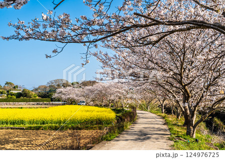 田結川の桜並木と菜の花【長崎県諫早市飯盛町】 124976725