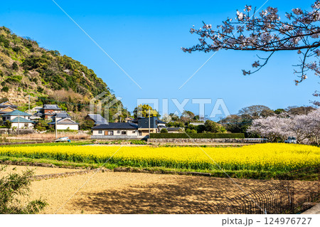 田結川の桜並木と菜の花【長崎県諫早市飯盛町】 124976727