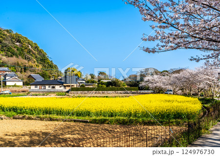 田結川の桜並木と菜の花【長崎県諫早市飯盛町】 124976730