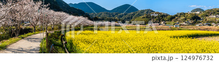 田結川の桜並木と菜の花　パノラマ【長崎県諫早市飯盛町】 124976732